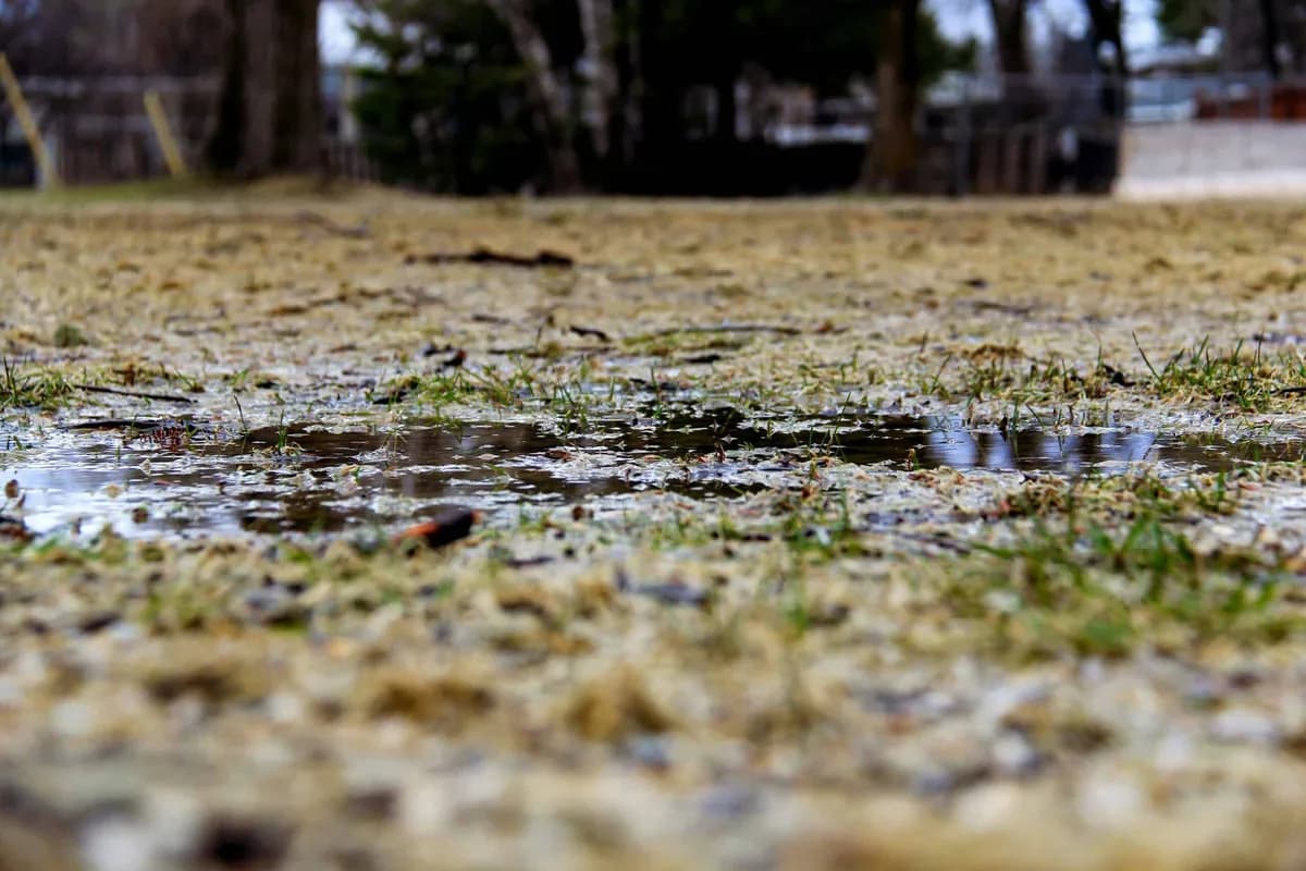 puddle of water in grass