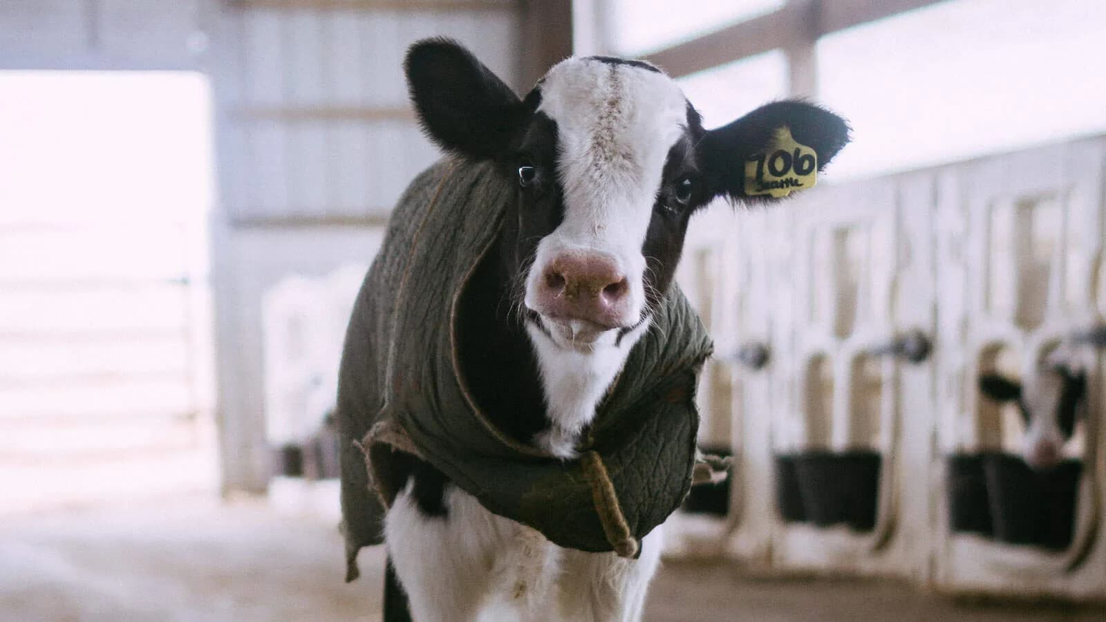 Dairy calf cottage / livestock building
