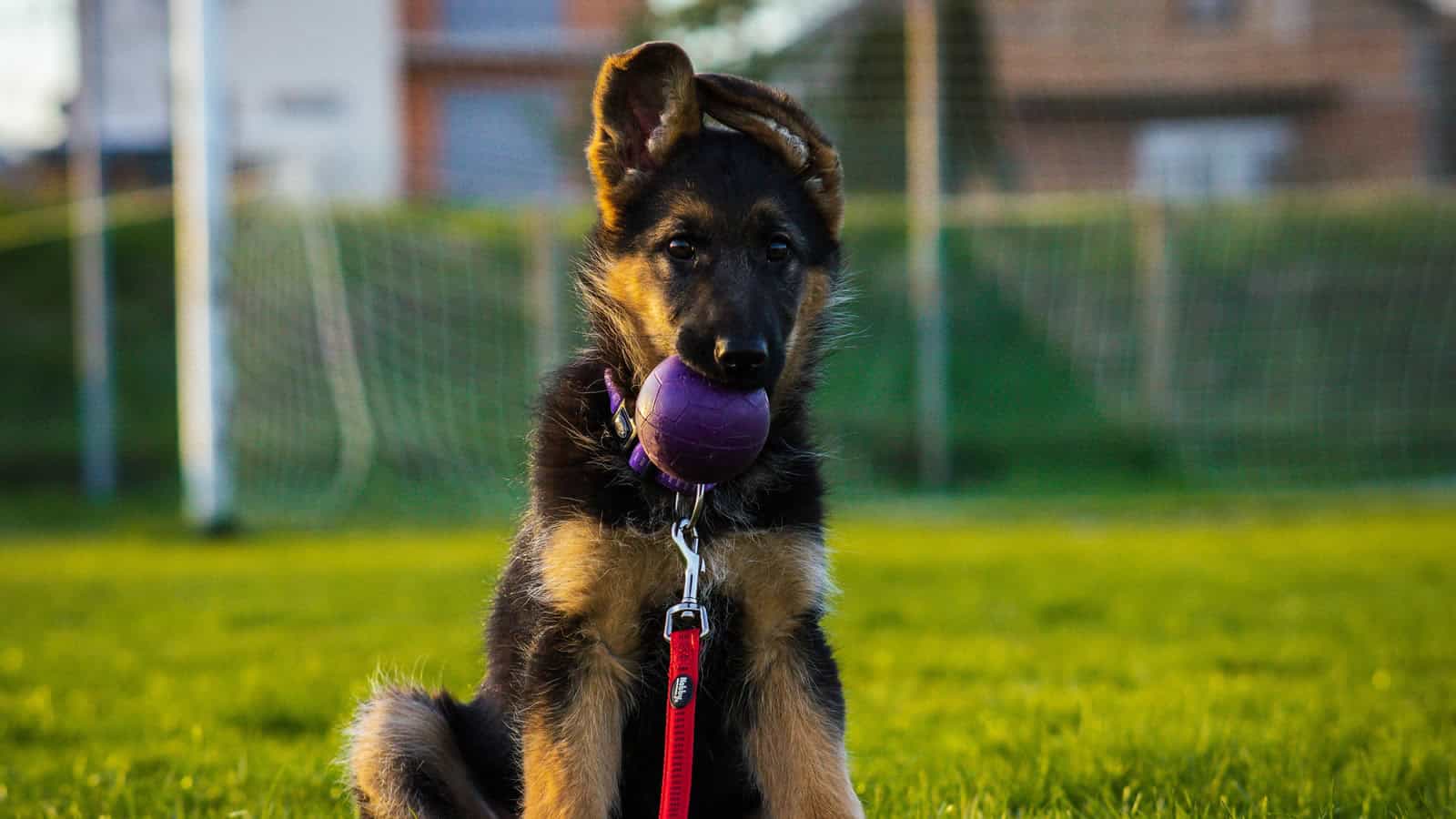 A Dog Is Always In The Push-up Position