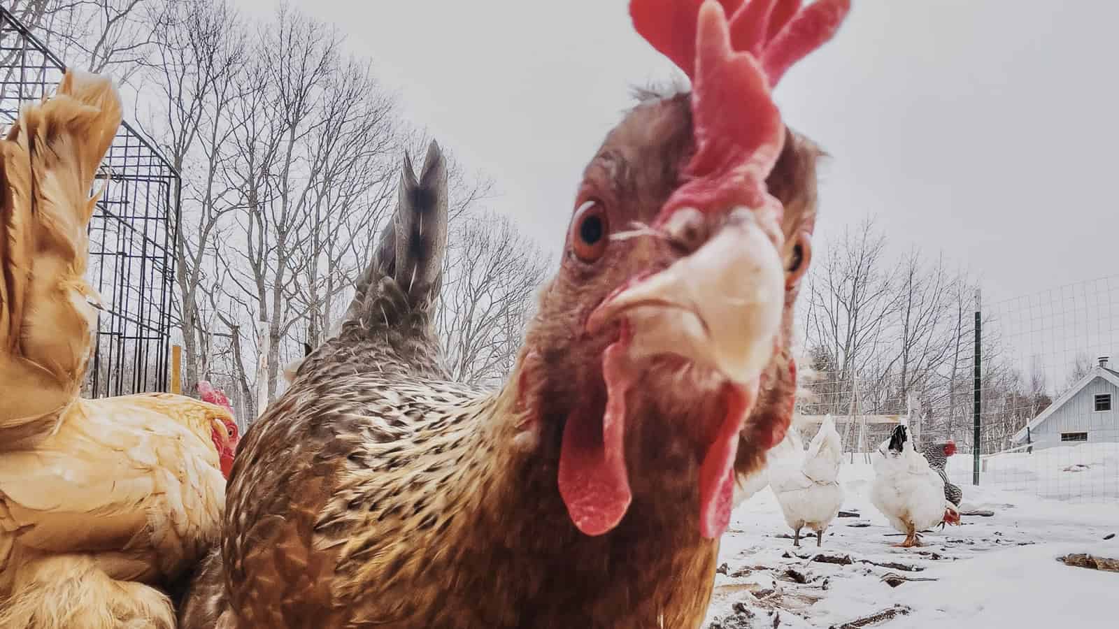 I Ordered A Chicken And An Egg From Amazon ... I'll Let You Know