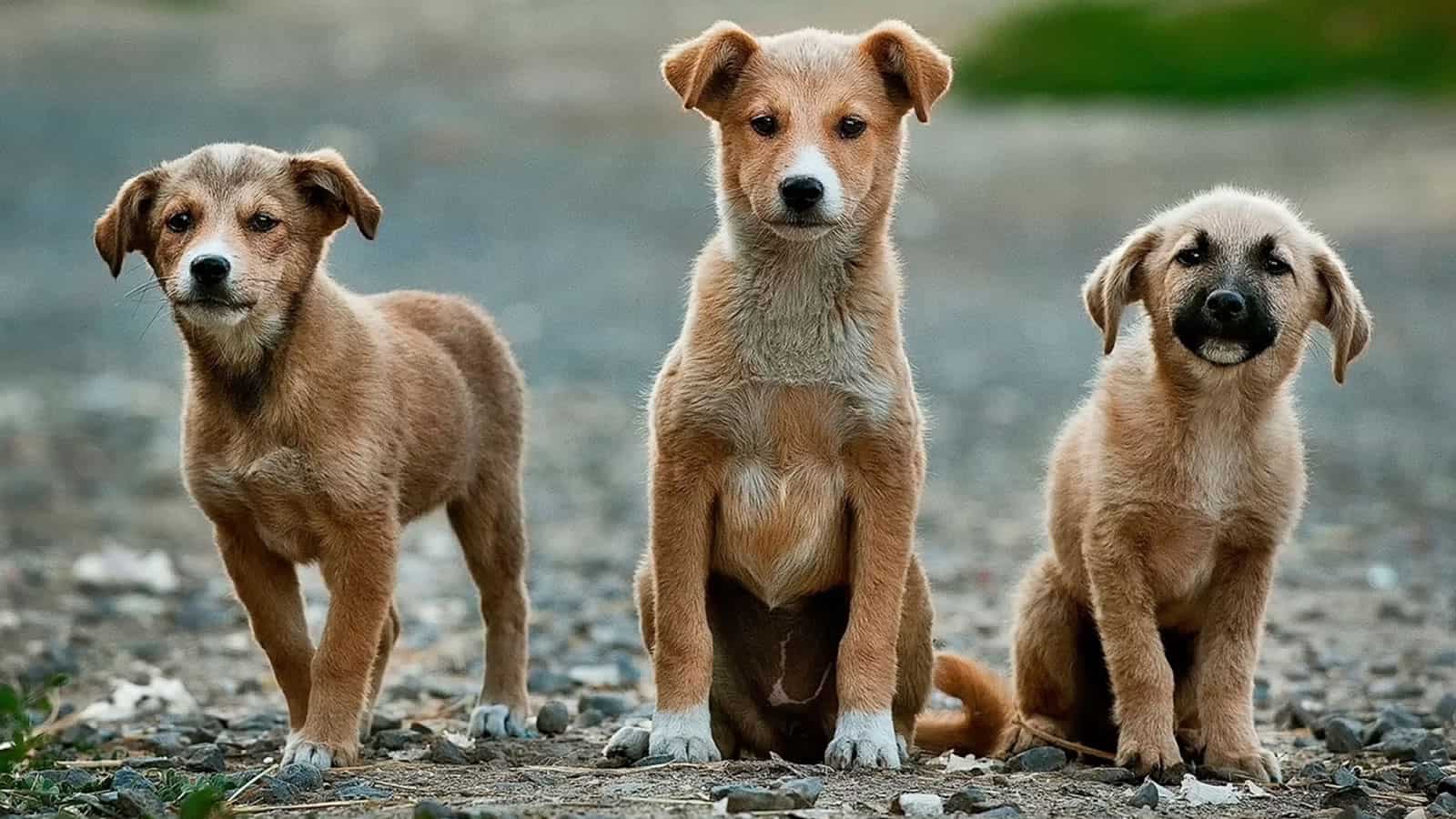 I Used To Have A Band Named 'Lost Dog', You Probably Saw Our Posters