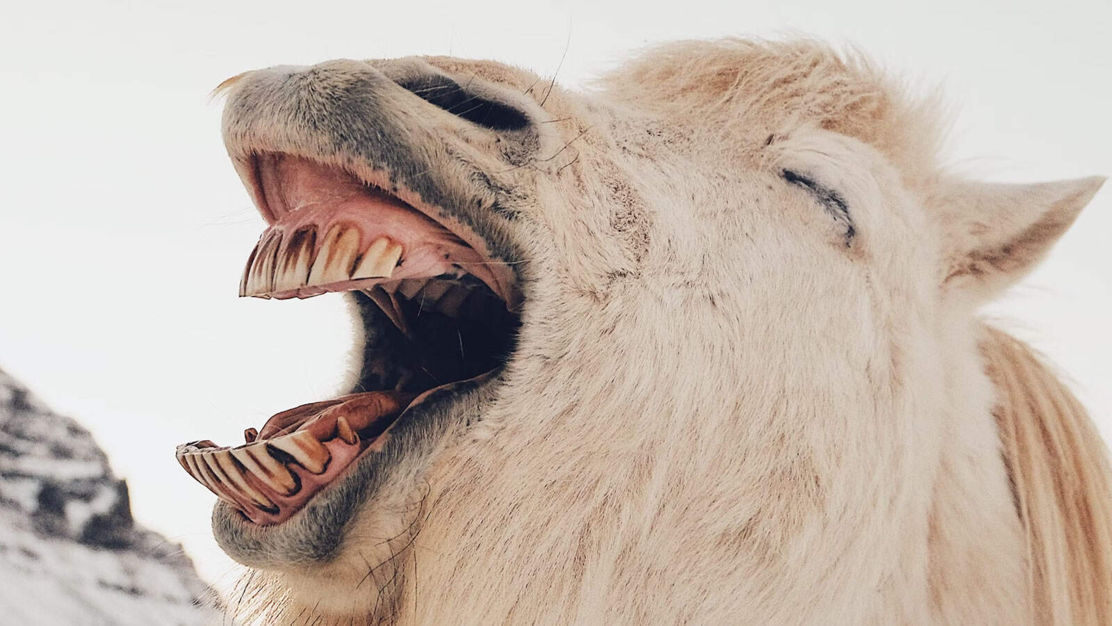 I Wonder What People Have Against The Horse I Rode In On