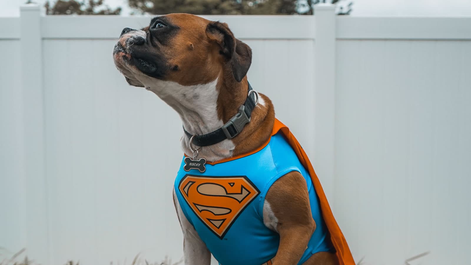 Super Dog