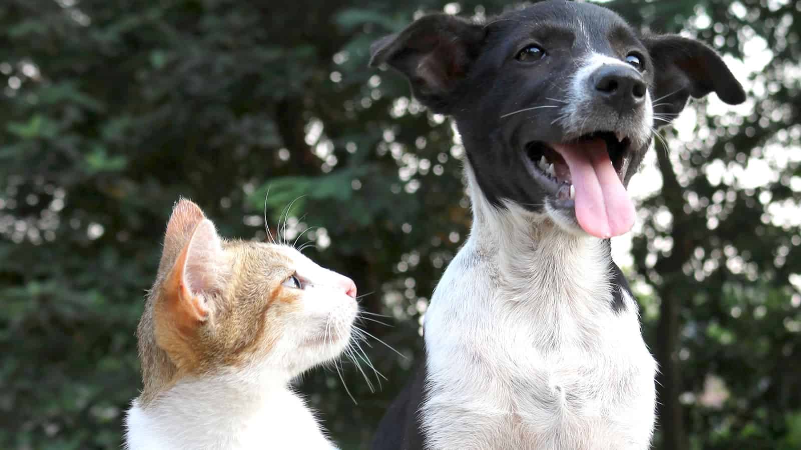 Dogs and cats