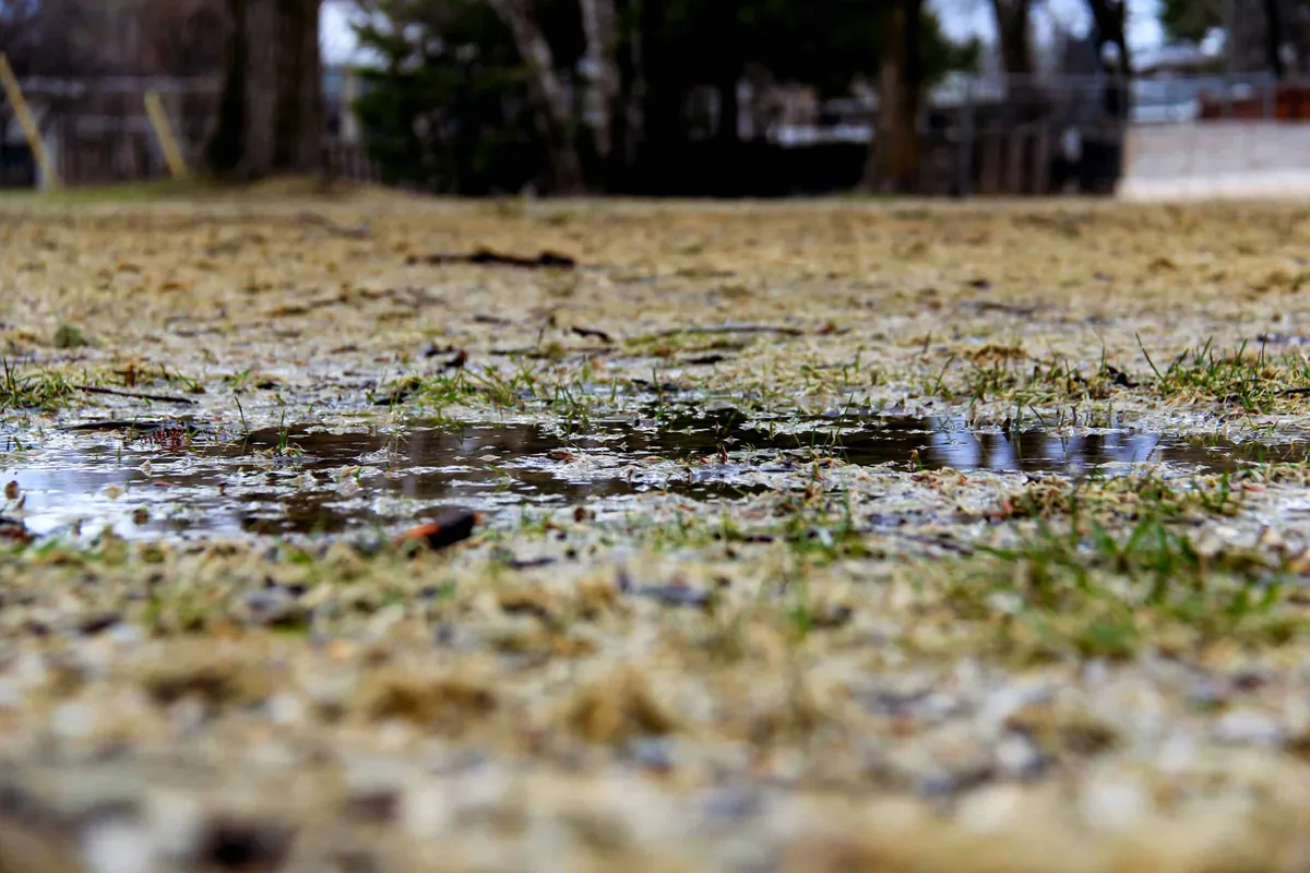 puddle of water in grass