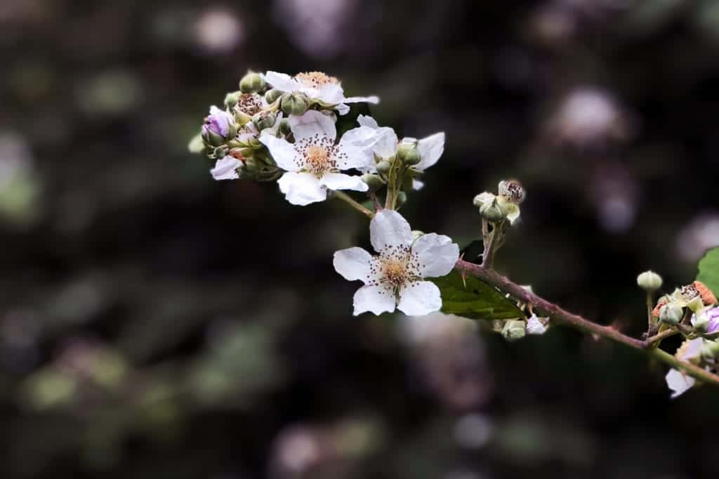 Sherman Country Flower