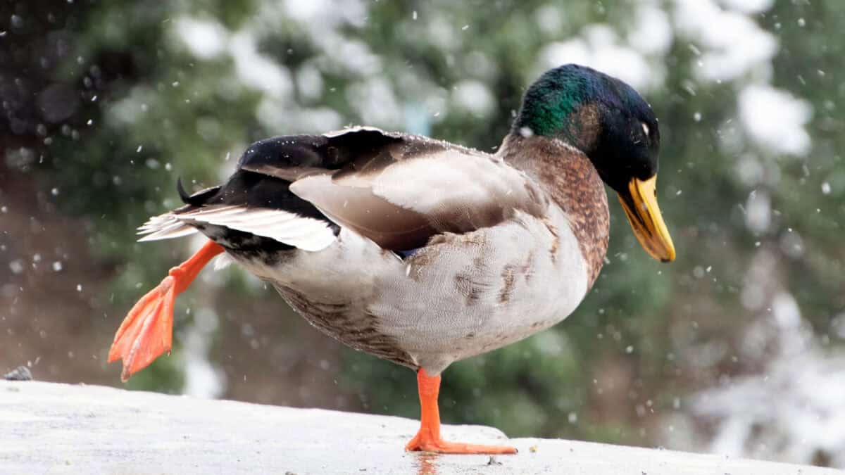 My Friend Was Attacked By A Duck; I Tried To Warn Him, But That Made Matters Worse