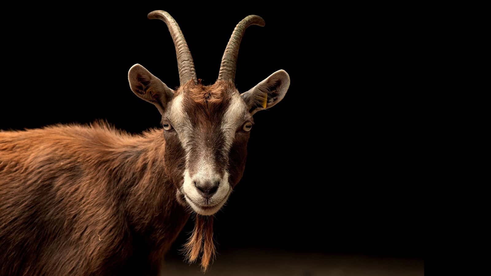 Stick Around I May Need Someone To Blame