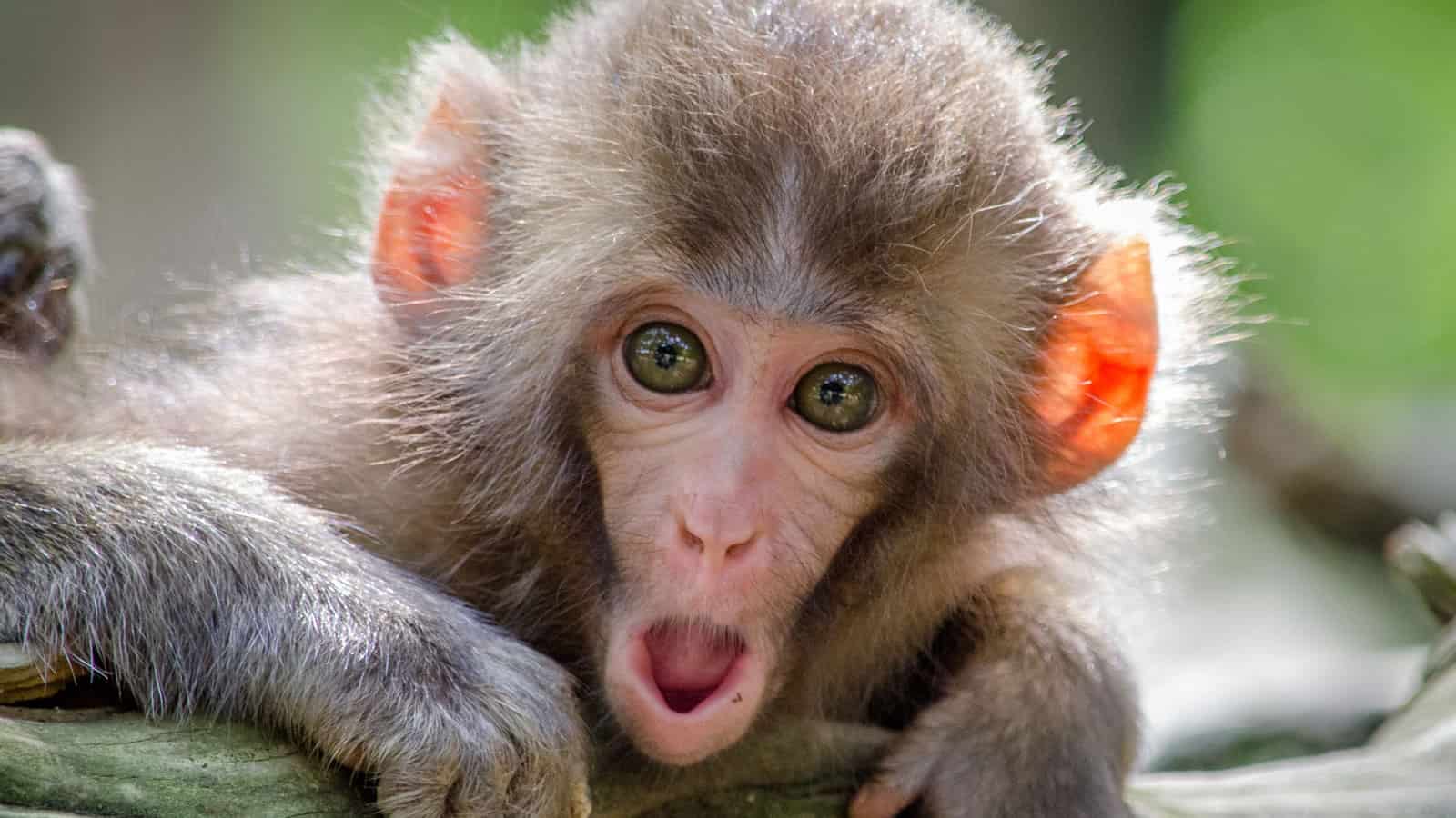 They All Laughed When I Said I Wanted To Be A Comedian; Well, They're Not Laughing Now