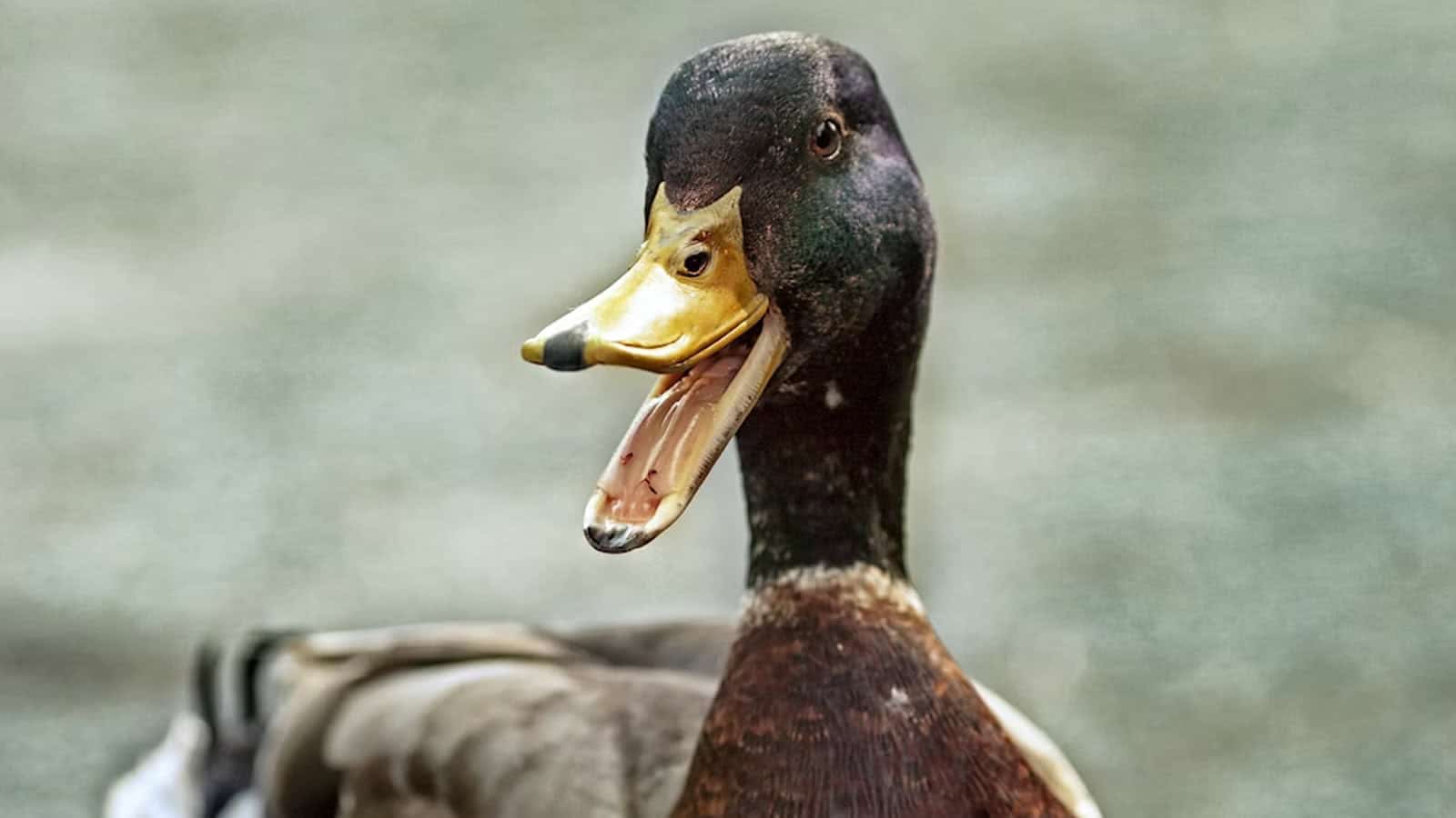 Two Mallards Walk Into A Bar, The Third One Ducks