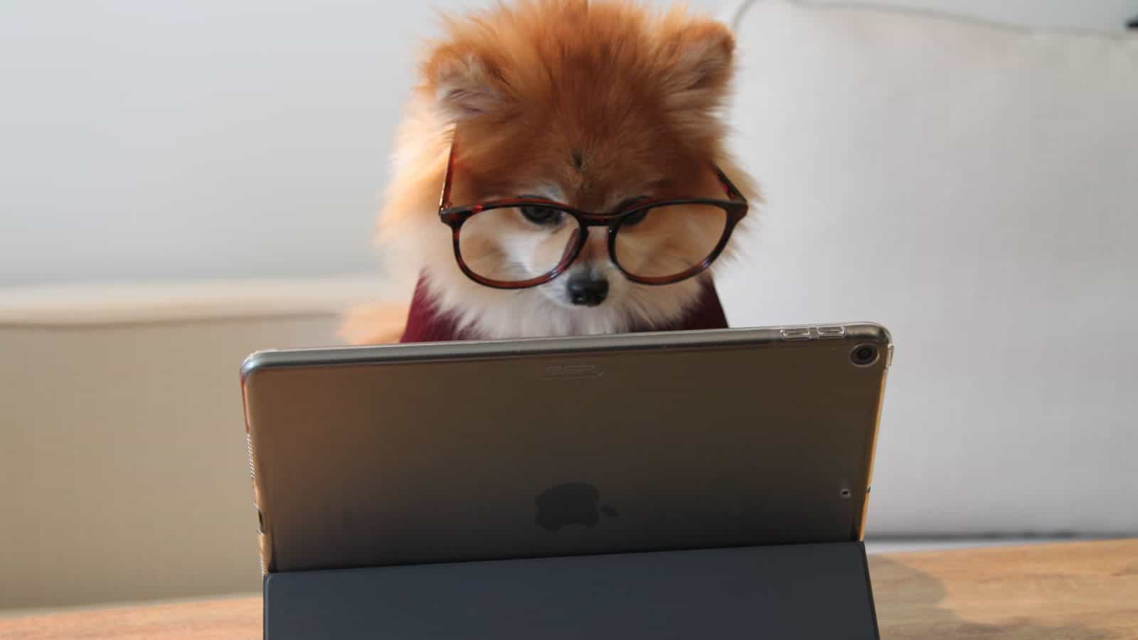 Smart Pup