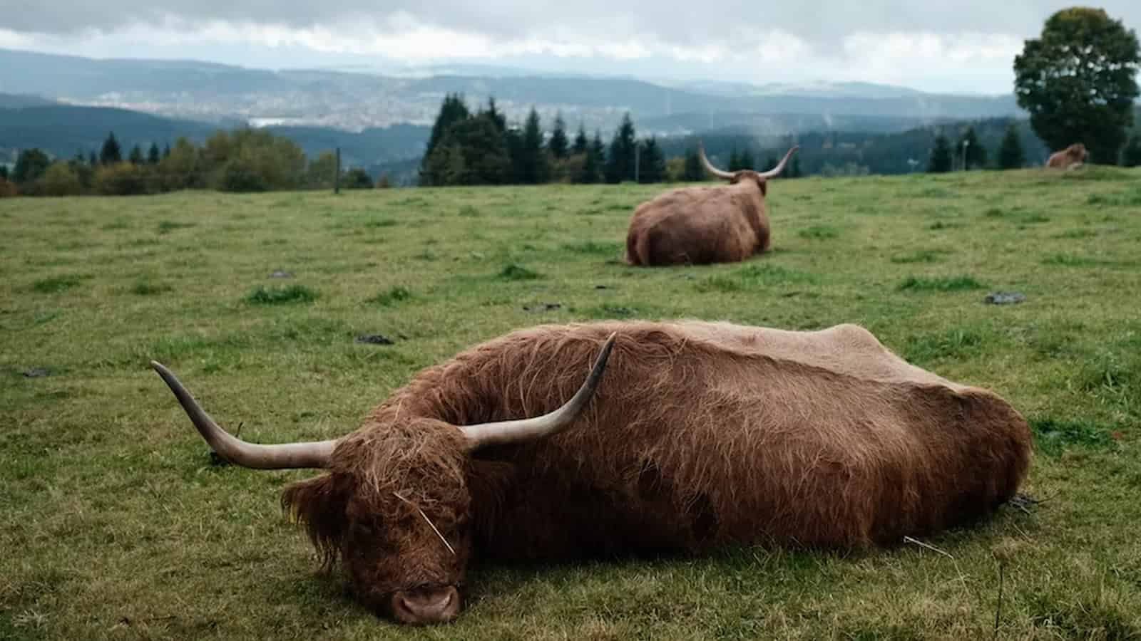 Lazy Cattle