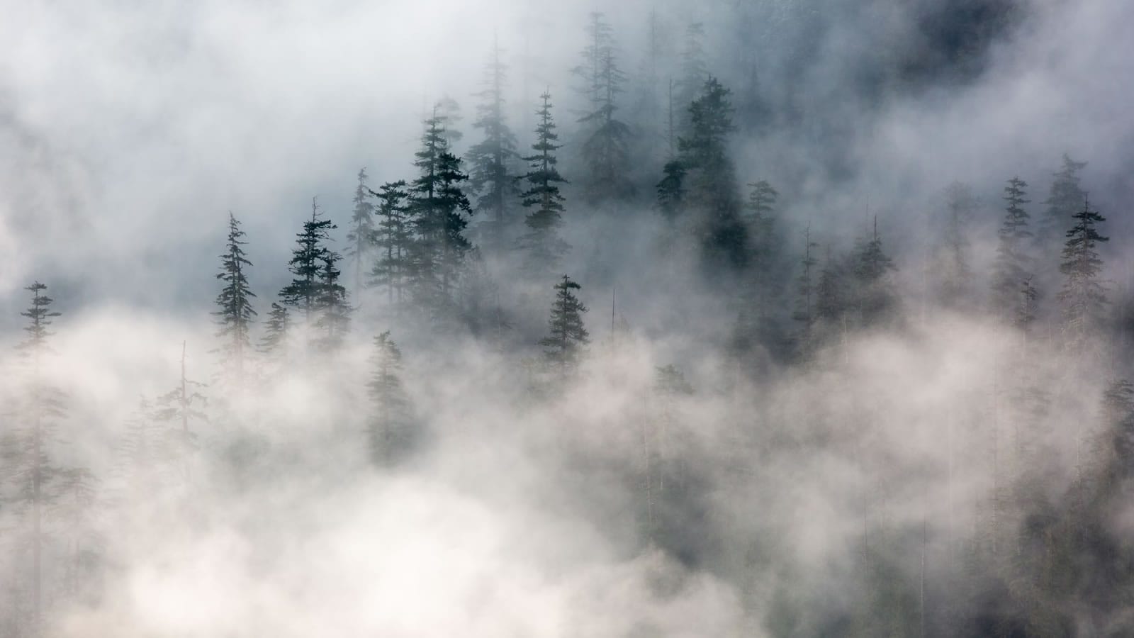 Fog in forest